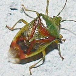 Elasmostethus interstinctus